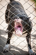 Aggressive Pit Bull Behind a Chain-Link Fence
